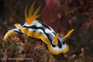 シボリイロウミウシ Chromodoris strigata
          loading=