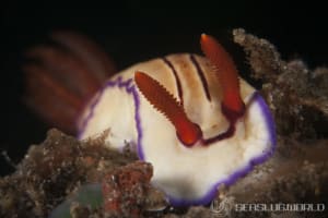 Hypselodoris emma