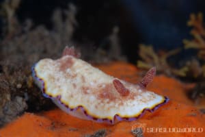 フチドリウサギウミウシ Goniobranchus preciosus