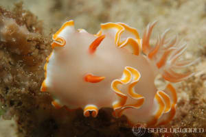 Glossodoris sp. 5