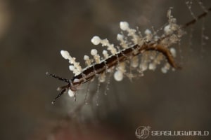 ヤマンバミノウミウシ Eubranchus putnami