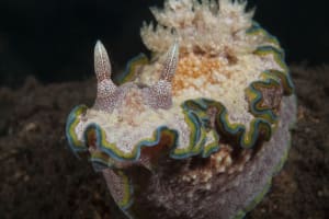 Glossodoris cf. cincta