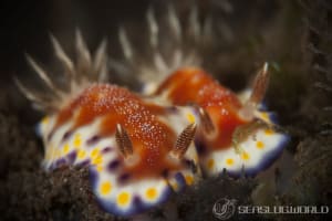 アカネコモンウミウシ Goniobranchus collingwoodi