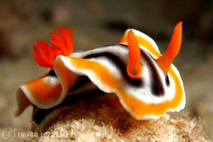 Chromodoris magnifica