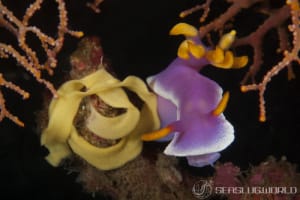 Hypselodoris apolegma