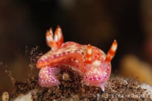 Hypselodoris decorata