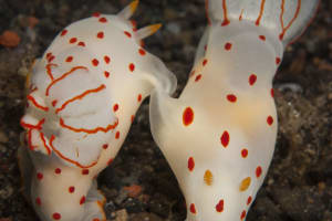 Gymnodoris ceylonica