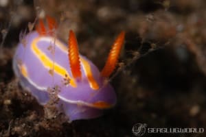 キイッポンウミウシ Mexichromis trilineata