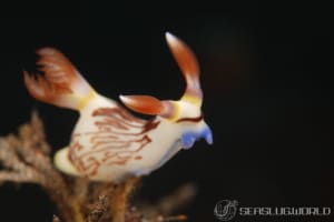 ネムブロータ・リネオラータ Nembrotha lineolata