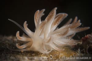 Phyllodesmium jakobsenae