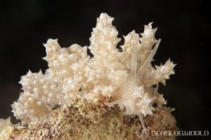 Phyllodesmium koehleri