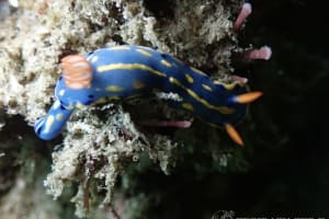 Hypselodoris festiva