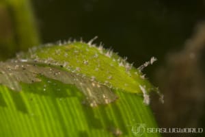 Petalifera punctulata