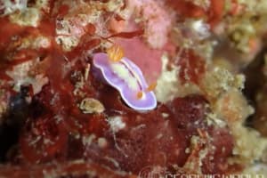 Hypselodoris cerisae