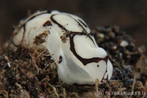 ワモンキセワタ Tubulophilinopsis pilsbryi