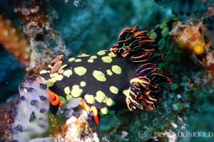 アカフチリュウグウウミウシ Nembrotha kubaryana