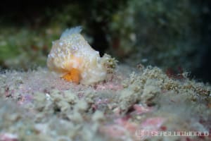 Gymnodoris okinawae