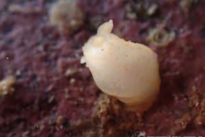 キヌハダモドキ Gymnodoris citrina