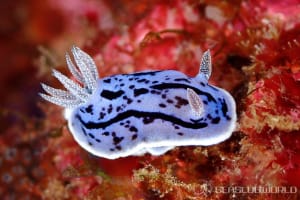 ミゾレウミウシ Chromodoris willani