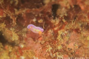 セリスイロウミウシ Hypselodoris cerisae