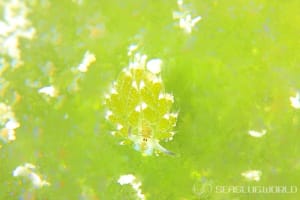 クサイロモウミウシ Costasiella paweli