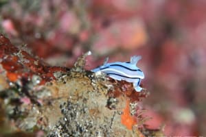 ミゾレウミウシ Chromodoris willani