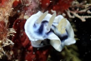 クロシオイロウミウシ Chromodoris sp. 3