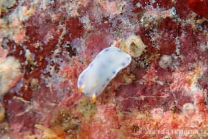 アオウミウシ属の一種 6 Hypselodoris sp. 6