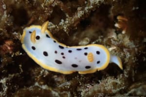 Chromodoris orientalis