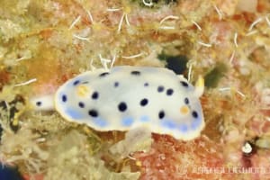 ウスイロウミウシ Hypselodoris placida