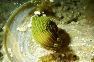 タスジキヌハダウミウシ Gymnodoris sp. 2