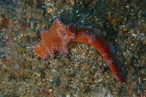 テヌウニシキウミウシ Ceratosoma tenue