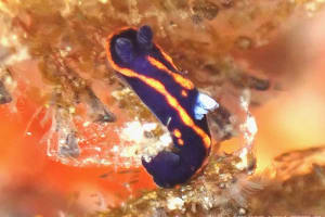 Nembrotha sp. 3