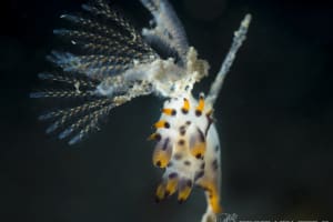 Polycera sp. 2