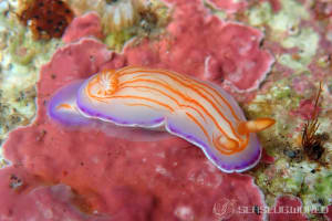 アオウミウシ属の一種 12 Hypselodoris sp.12