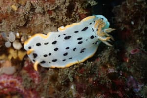 シロウミウシ Goniobranchus orientalis