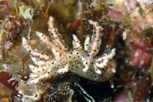 スベスベジョオウミノウミウシ Eubranchus sp. 1