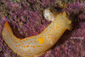 キヌハダモドキ Gymnodoris citrina