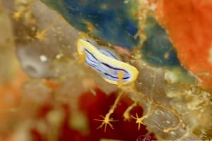 コールマンウミウシ Chromodoris colemani