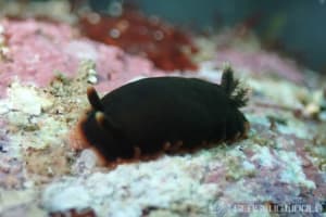 クロシタナシウミウシ Dendrodoris arborescens