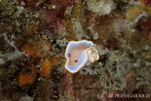 キャラメルウミウシ Glossodoris rufomarginata