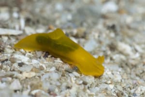 Gymnodoris sp.33