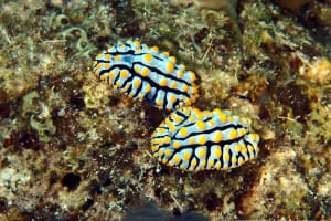 タテスジイボウミウシ Phyllidiopsis sphingis