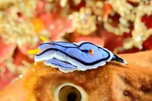 ミスジアオイロウミウシ Chromodoris lochi