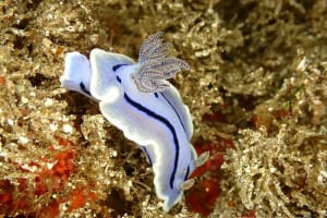 Chromodoris willani