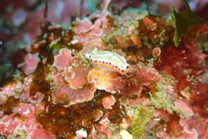 セトイロウミウシ Goniobranchus setoensis