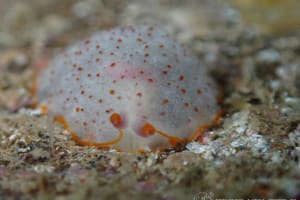 カメノコフシエラガイ Pleurobranchus peronii