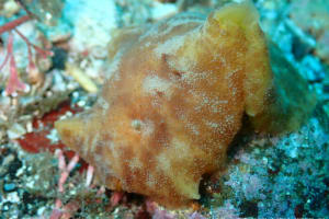 Discodoris pardalis