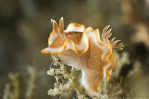 キャラメルウミウシ Glossodoris rufomarginata