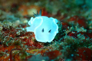 ジボガウミウシ Glossodoris misakinosibogae